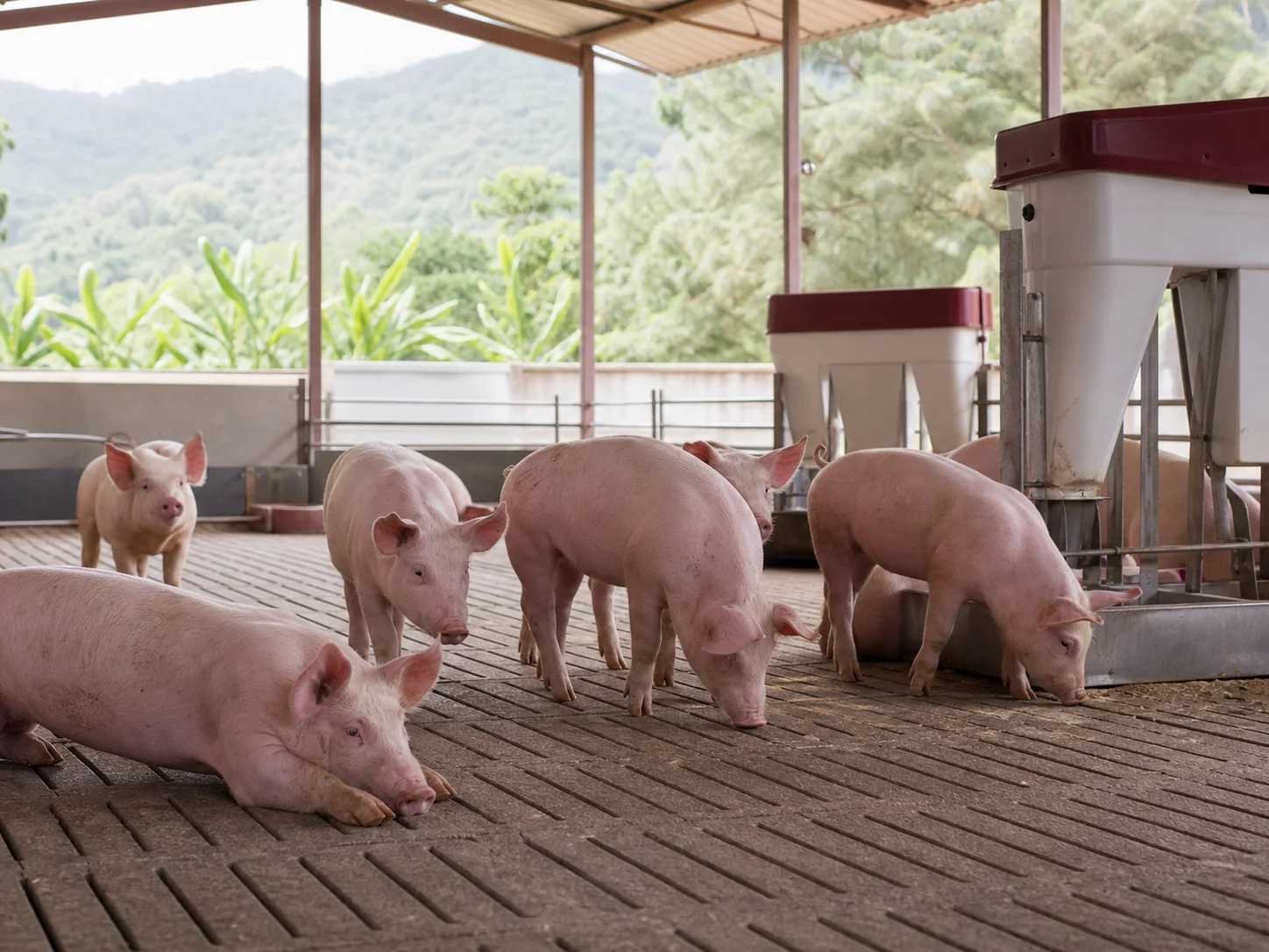 Cerdos jóvenes saludables en una granja abierta y tecnificada de Antioquia